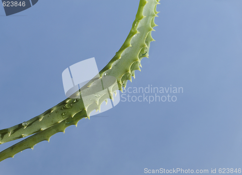 Image of Leaf of aloe over blue background