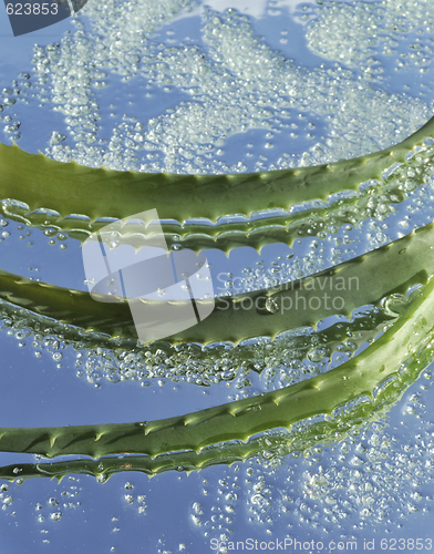 Image of Aloe and green crystals of sea salt