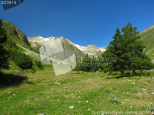 Image of Fur-trees in mountains