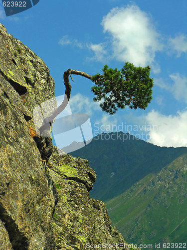 Image of The bent  tree