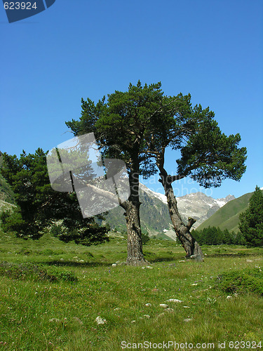 Image of Two trees