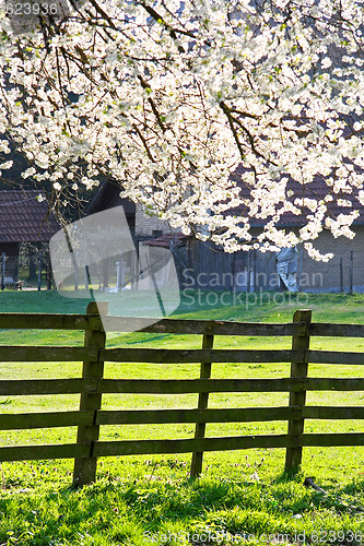 Image of Blossom and fence