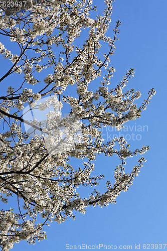 Image of Cherry tree