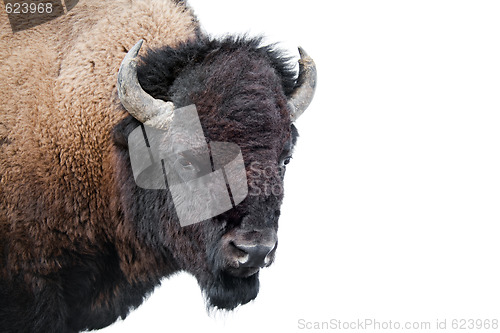 Image of American Bison isolated on white