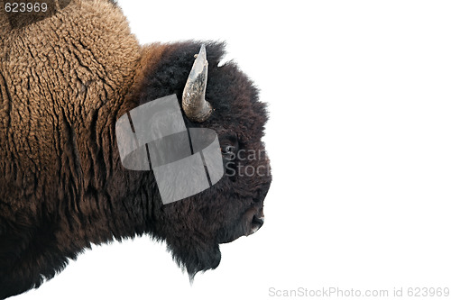 Image of American Bison in Yellowstone National Park