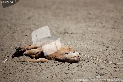 Image of calf at the rodeo - animal cruelty