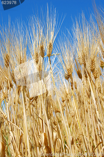 Image of Wheat ears