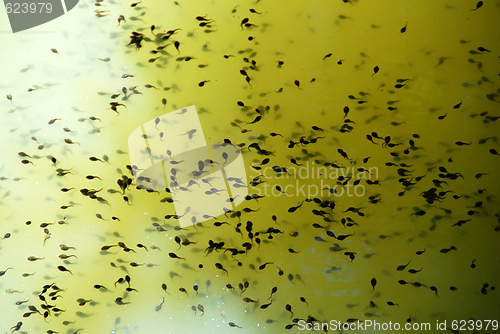 Image of tadpoles