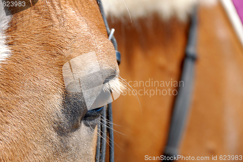 Image of Horse eye closeup