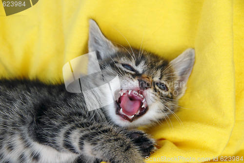 Image of Baby cat portrait