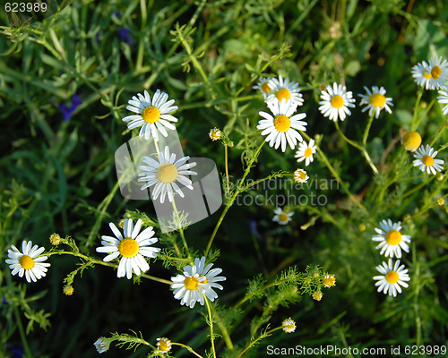 Image of Daisy meadow