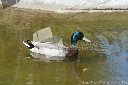 Image of Bird on Water