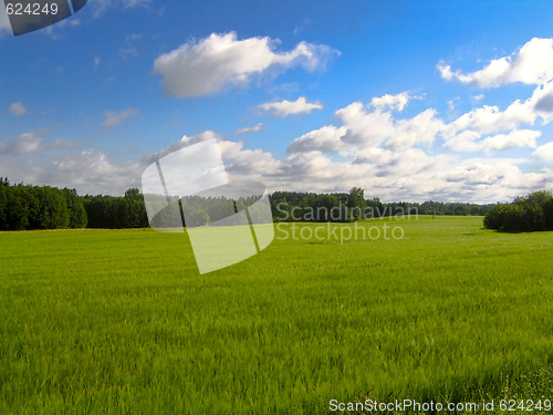 Image of Green field with blue sky