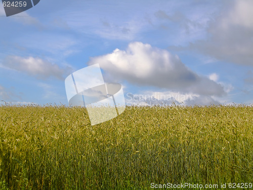 Image of Corn field against the blue sky