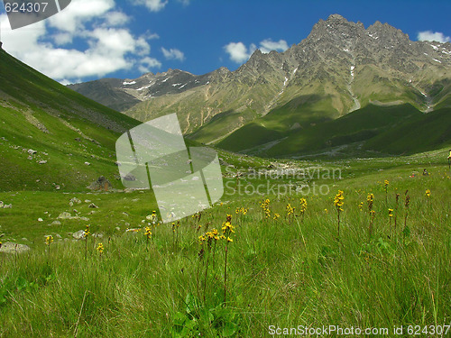 Image of Mountain meadow