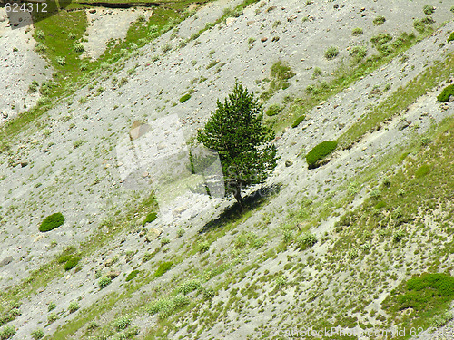 Image of Tree on a flank of hill