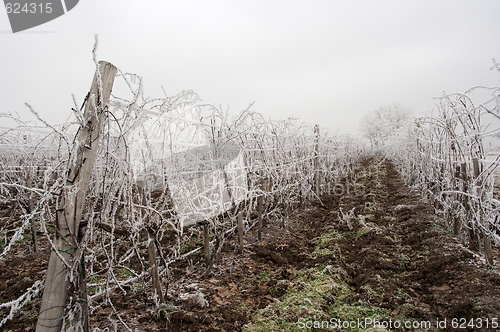 Image of Winter grapeyard