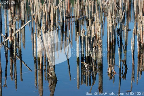 Image of Swamp