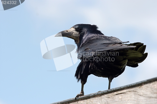 Image of Crow