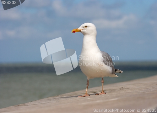 Image of Seagull