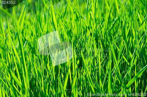 Image of Grass