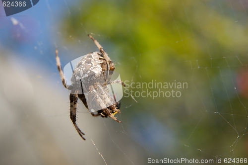 Image of Spider