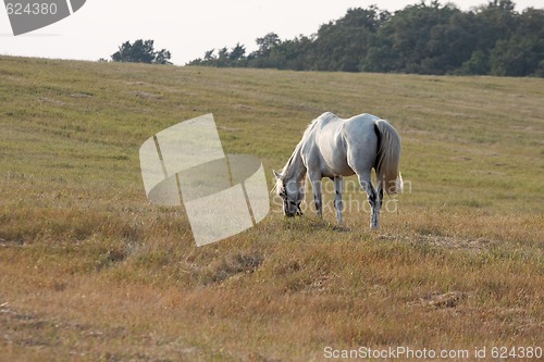 Image of Horse