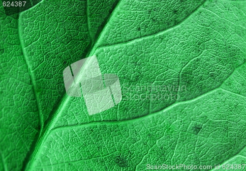 Image of Leaf