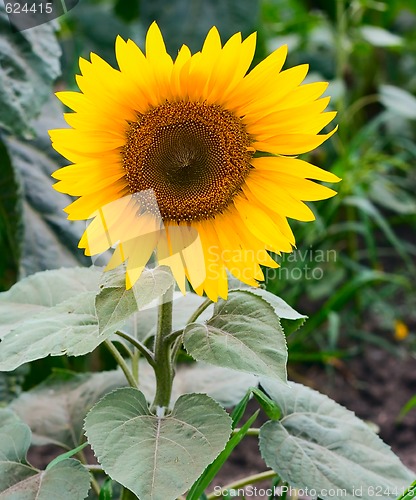 Image of Sunflower