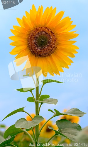 Image of Beauty sunflower on sky background