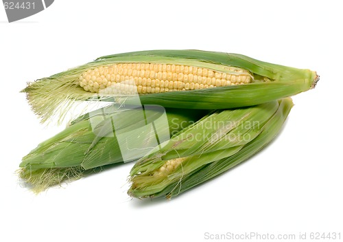 Image of Corncob Vegetables isolated on white