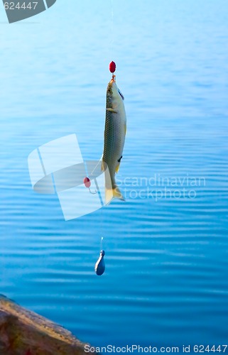 Image of Fresh Fish
