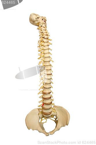 Image of Spine