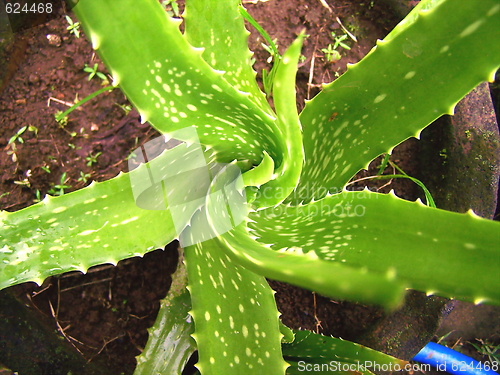 Image of Aloevera