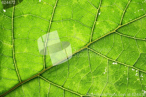 Image of leaf texture