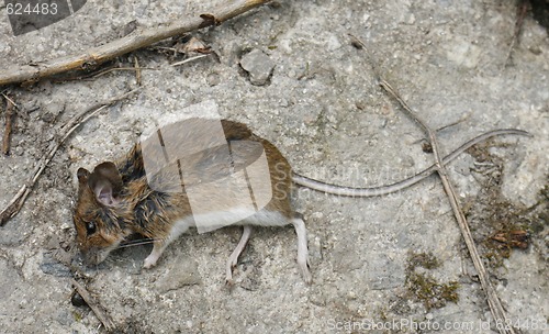 Image of dead mouse