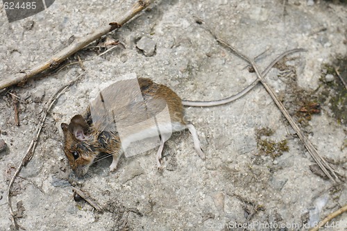 Image of dead mouse