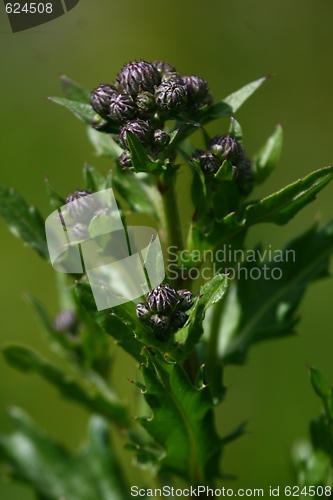 Image of Thistle