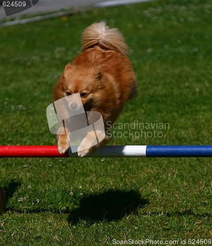 Image of Dog jumping fence