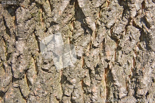 Image of Pine bark 2