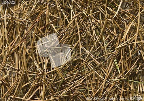 Image of Pine needles