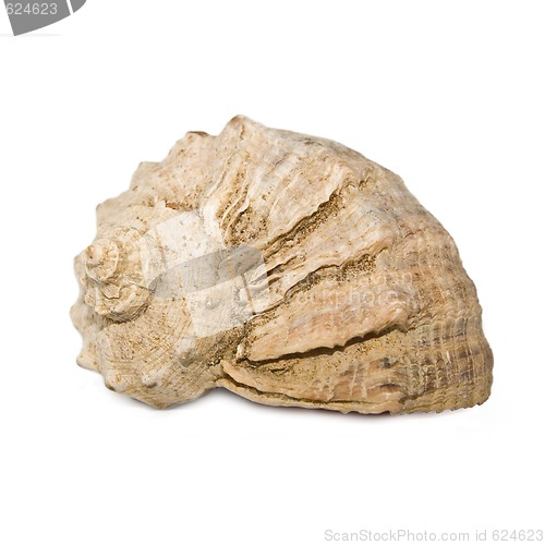 Image of Seashell