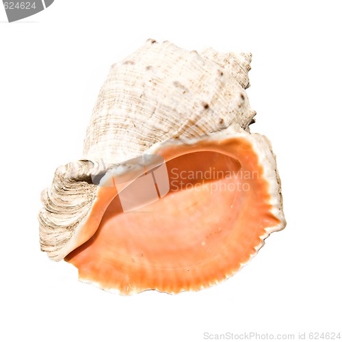 Image of Seashell