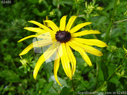 Image of Summer flower