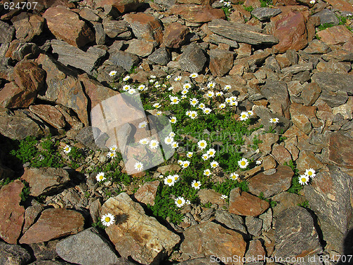 Image of The Alpine camomiles