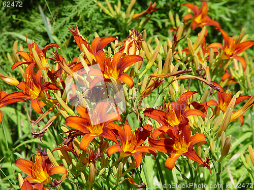 Image of Orange day lily