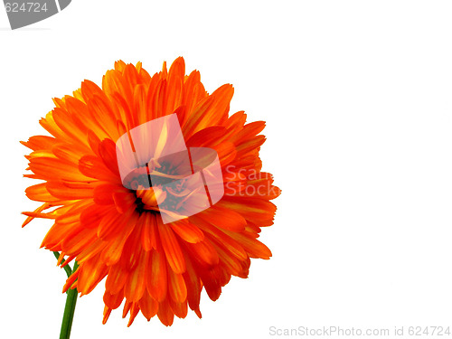 Image of gerbera