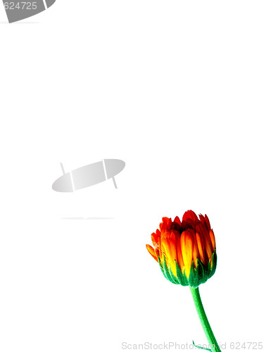 Image of gerbera