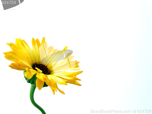 Image of gerbera