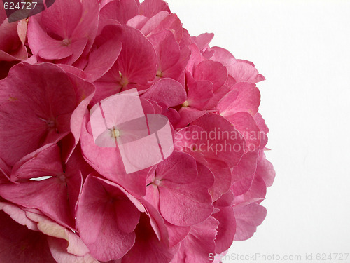 Image of hydrangea